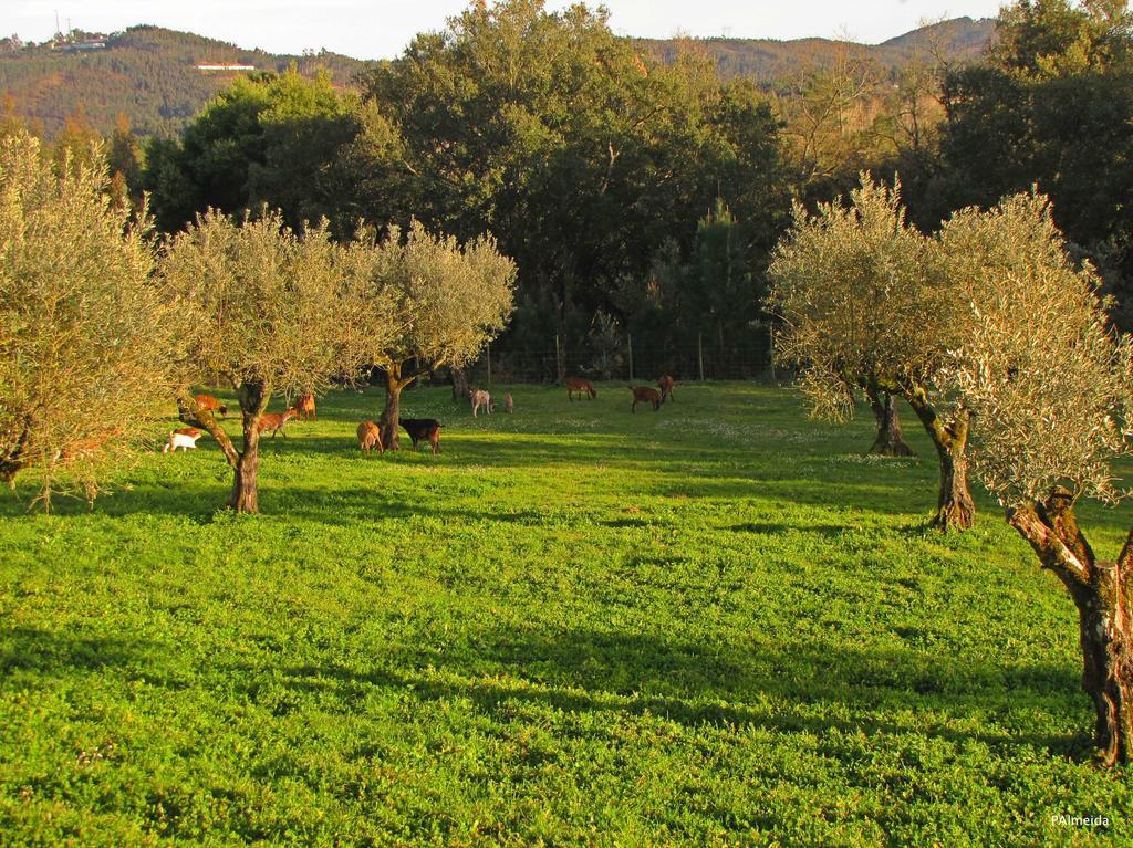 Quinta Do Cerquito Villa Ferreira do Zêzere Buitenkant foto
