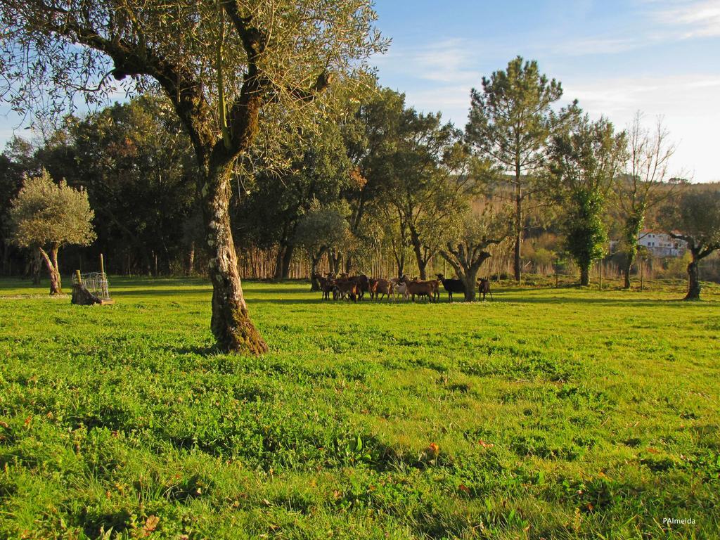 Quinta Do Cerquito Villa Ferreira do Zêzere Buitenkant foto