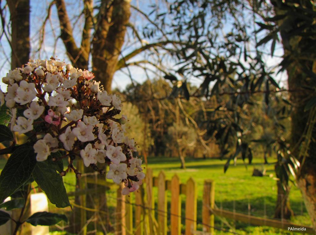 Quinta Do Cerquito Villa Ferreira do Zêzere Buitenkant foto