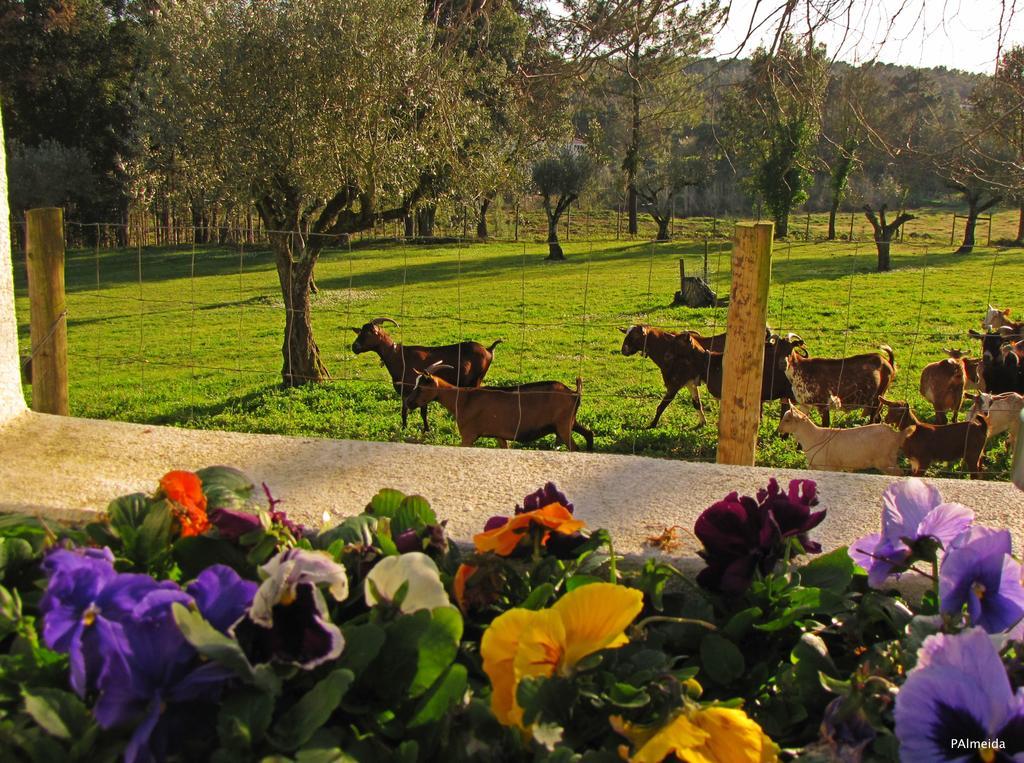 Quinta Do Cerquito Villa Ferreira do Zêzere Buitenkant foto